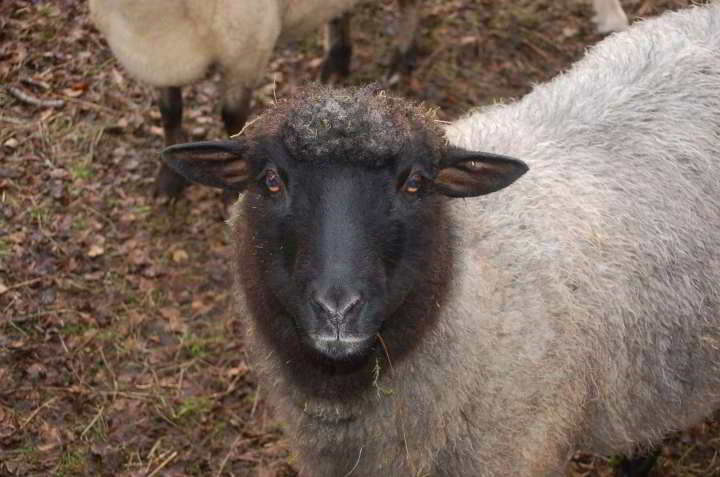 Schafe im Lauenbrücker Moor